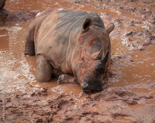 Obraz na płótnie adult male rhinoceros takes a mud bath 