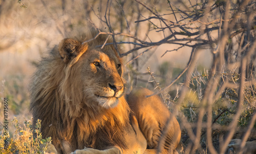 Obraz na płótnie Two lions rest under the shade of an acacia tree, Okaukeujo, Etosha National Park, Namibia