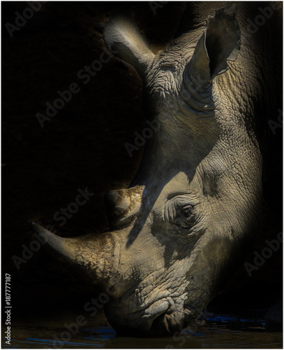 Obraz Fotograficzny White Rhino portrait