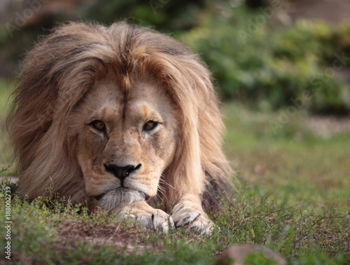 Obraz na płótnie Lion King