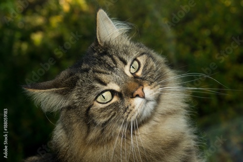 Obraz Fotograficzny cat, animal, pet