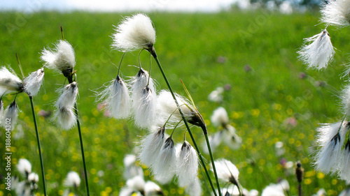 Obraz na płótnie Dandelion closeup in a green field