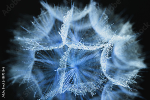 Obraz na płótnie Abstract macro photo of a dandelion with water drops. Rain drops. Blue toning
