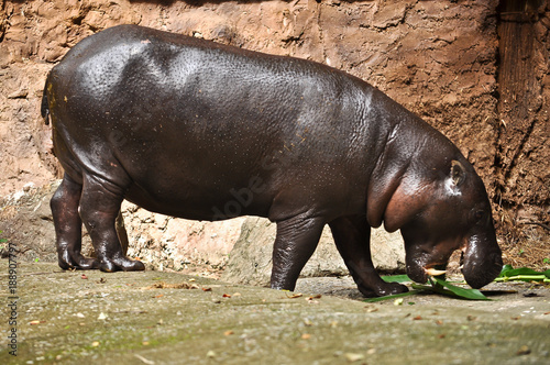 Obraz Fotograficzny pygmy hippo
