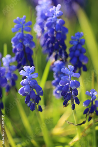 muscari-neglectum-muscari-kwiat-w-zielonej-trawie-pierwsze-wiosenne-kwiaty