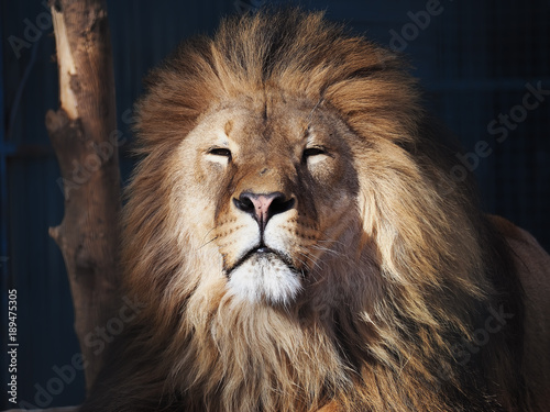 Obraz na płótnie Lion serious portrait african close-up