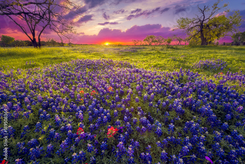 Sunrise in the Texas Hill Country © dfikar