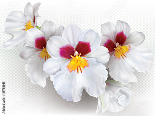 kwiaty-miltoniopsis-herralexander