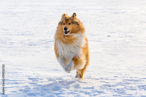 retrato-de-perro-collie-corriendo-en-campo-de-nieve