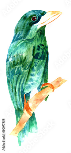 aquarellzeichnung-des-aquamarinen-und-grunen-vogels-weinleseart-lokalisiert