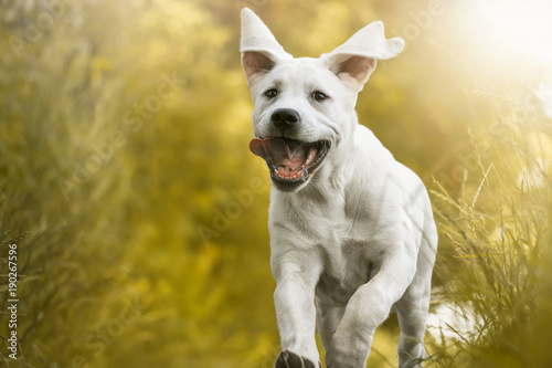 joven-cachorro-de-perro-labrador-corre-con-su-lengua-colgando