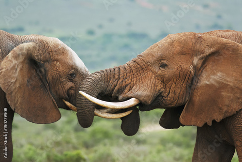 elefante-africano-loxodonta-africana-sudafrica