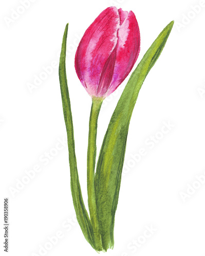 pojedynczy-akwarela-tulipan-na-bialym-tle