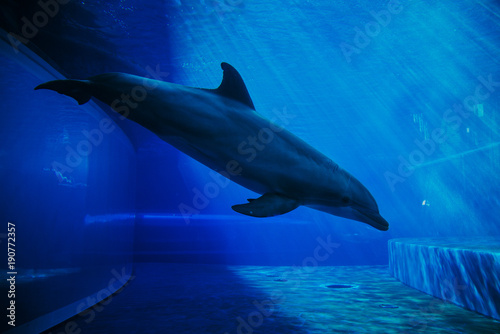 delphine-schwimmen-unter-wasser