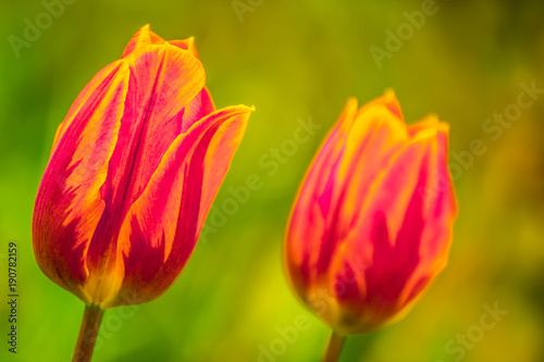 czerwone-tulipany,-kwiaty,-zielone-tlo