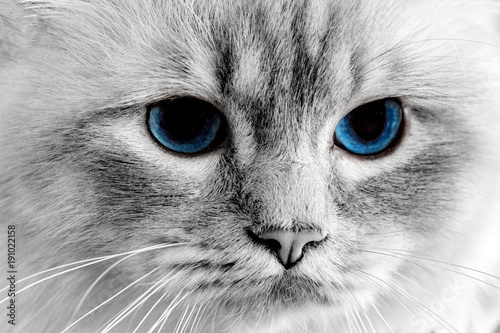 ojos-de-gato-azul-cerrar-detalle