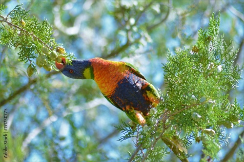 regenbogen-lorikeet