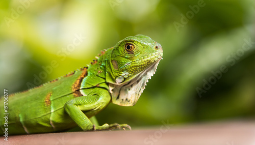 maly-zielony-iguana-zblizenie