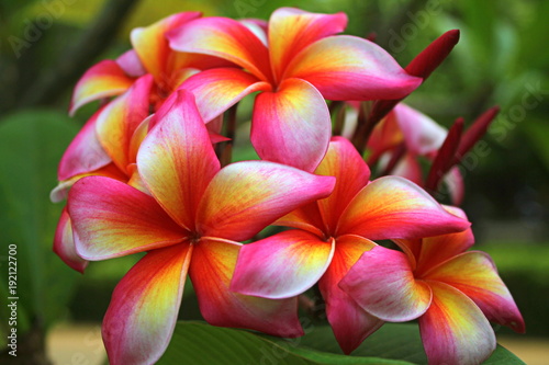 egzotyczny-frangipani,-kwiat,-zielone-tlo