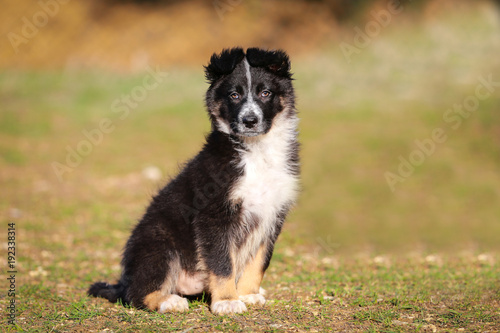 border-collie-cachorro