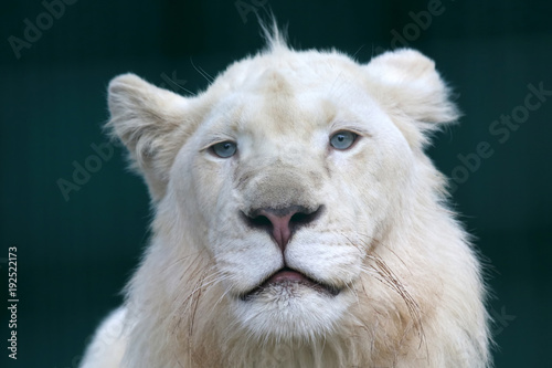 el-retrato-de-un-joven-leon-blanco