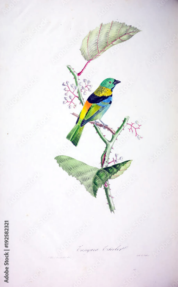 illustration-eines-vogels