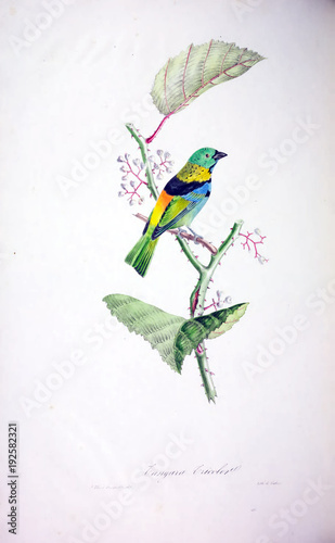 illustration-eines-vogels