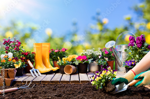 Gardening - Gardener Planting Pansy With With Flowerpots And Tools © Romolo Tavani