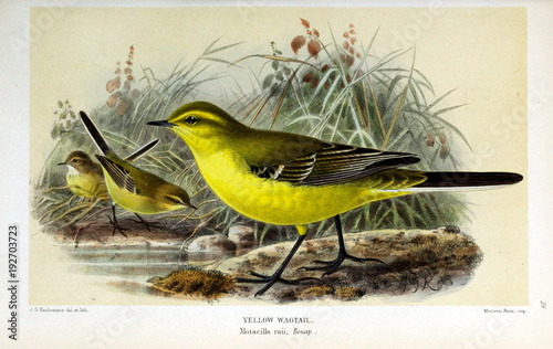 illustration-de-l-39-oiseau