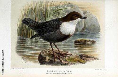illustration-de-l-39-oiseau