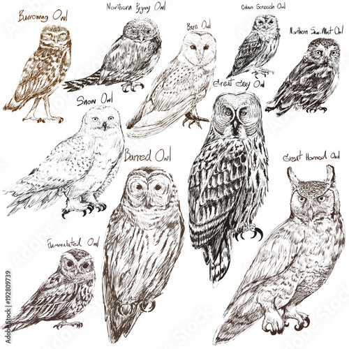 style-de-dessin-d-39-illustration-de-la-collection-d-39-oiseaux-de-hibou