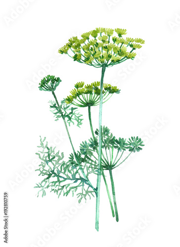 dill-plant-watercolor-illustration-isolated-on-white-background
