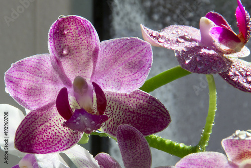 orchid-flowers-with-water-drops-close-up