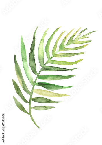 aquarellzeichnung-eines-blattes-einer-palme-grunes-tropisches-palmblatt-hand-gezeichnete-illustratio