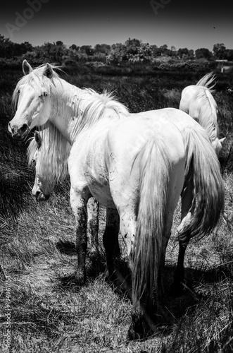 biale-konie-w-camargue-w-czerni-i-bieli