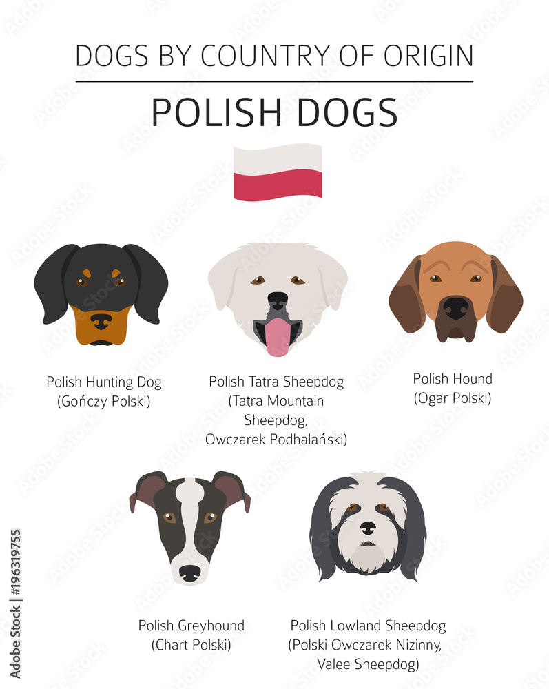 Fototapeta Na ścianę Dogs By Country Of Origin Polish Dog Breeds
