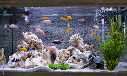 Aquarium With Cichlids Fish From Lake Malawi Buy Photos Ap