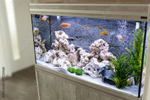 Aquarium With Cichlids Fish From Lake Malawi Buy Photos Ap