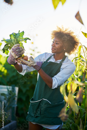 African American Gardener Looking At Freshly Picked From The Ground African American Gardener Looking At Freshly Picked From The Ground Golden Beets Community Communal Garden