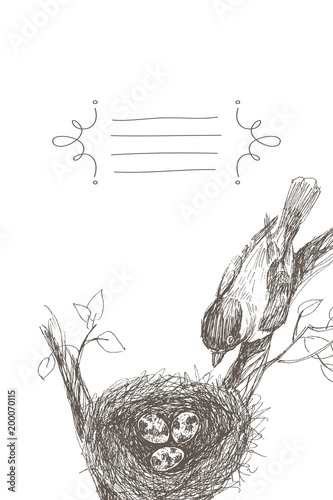 Vector Illustration Of Hand Drawn Nest With Spotted Eggs And Bird Graphic Style Beautiful