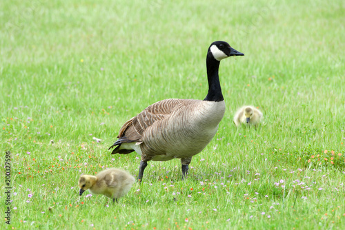 canada goose natural predator canada goose natural predator