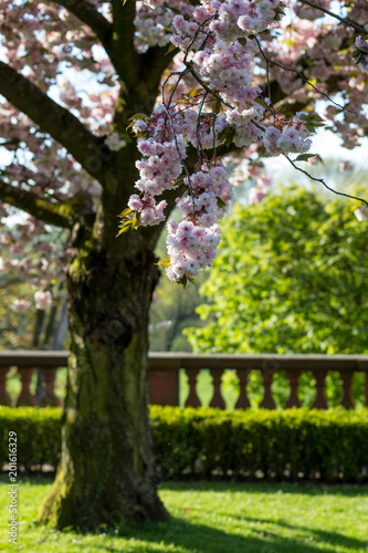 garten frankfurt, kirschbaum im garten des standesamt höchst in frankfurt am main, Design ideen