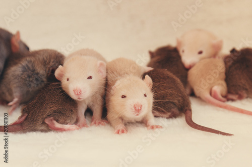 Group Of Small Cute Baby Domesticated Pet Dumbo Rats Buy Photos