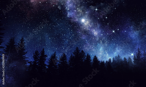 Night forest scene