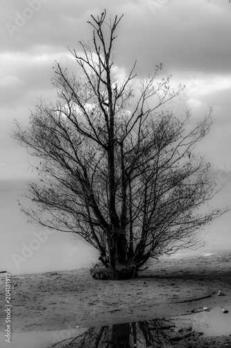 drzewo-na-loughshore