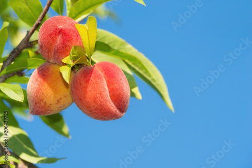 Sweet peach fruits ripening on peach tree branch in the garden, close-up. Blue sky background. © leekris