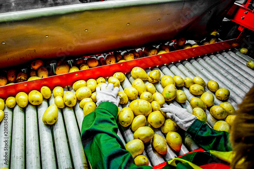 Potato sorting, processing and packing factory © 279photo