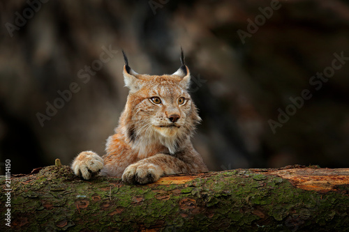 Lynx In Green Forest With Tree Trunk Wildlife Scene From