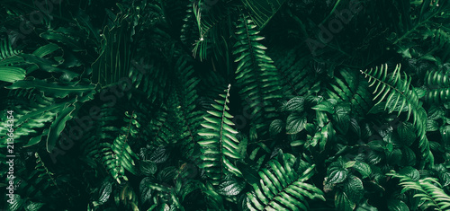 Tropical green leaf in dark tone. © wasan