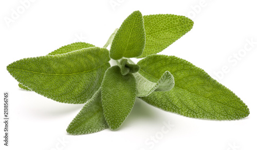Sage herb leaves bouquet isolated on white background cutout. © Natika